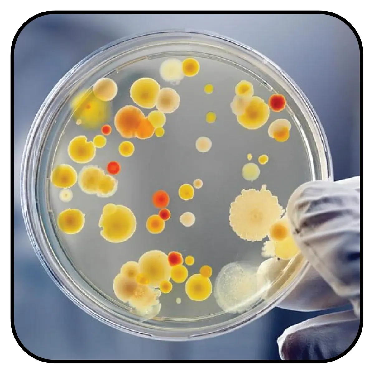 Resources for Microbiological Testing - Sartorius Microbiological Testing